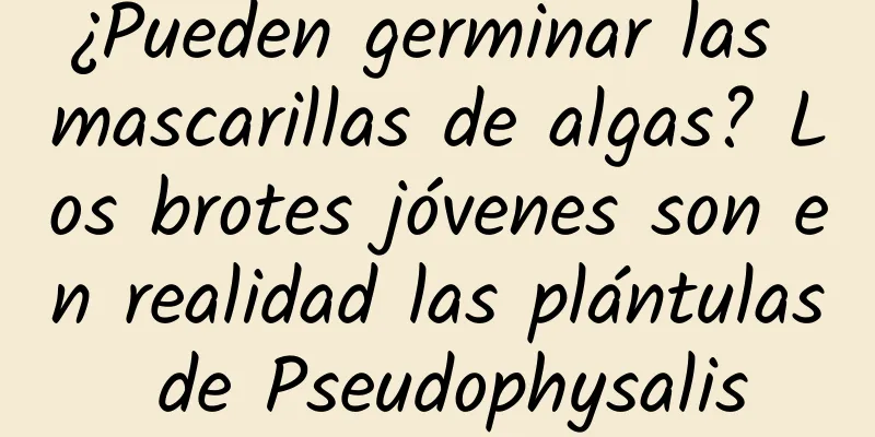 ¿Pueden germinar las mascarillas de algas? Los brotes jóvenes son en realidad las plántulas de Pseudophysalis